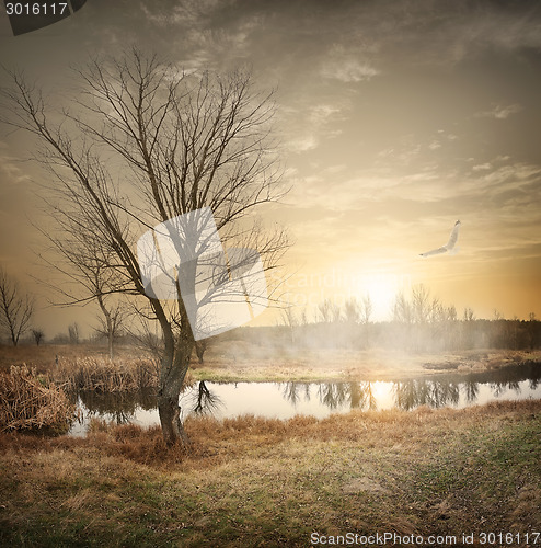 Image of Bird over autumn river