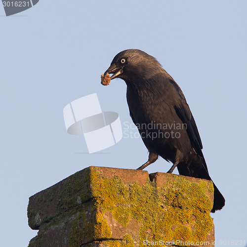 Image of Daw (Corvus monedula) is eating a piece of bread