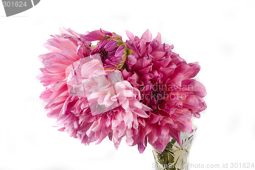 Image of dahlia