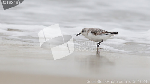 Image of Sanderling on the shore