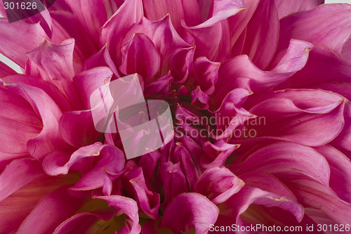 Image of dahlia