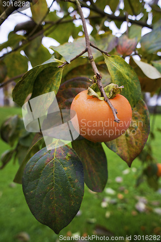 Image of Persimmon- kaki