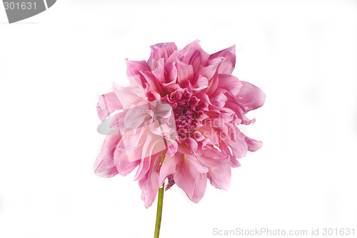 Image of dahlia