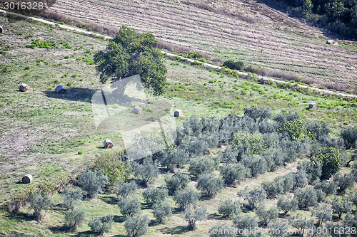 Image of Olive trees