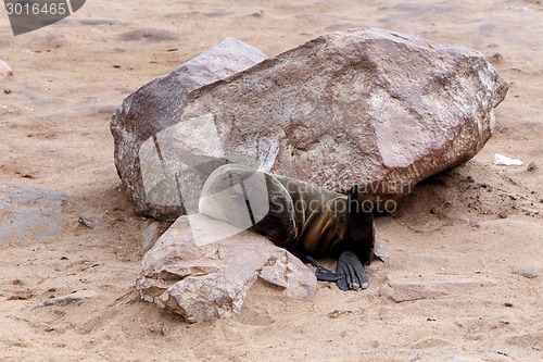 Image of Small sea lion - Brown fur seal in Cape Cross, Namibia