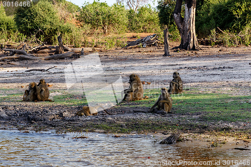 Image of family of Chacma Baboon