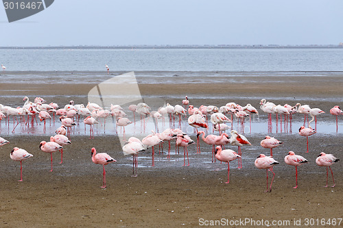 Image of Rosy Flamingo colony in Walvis Bay Namibia