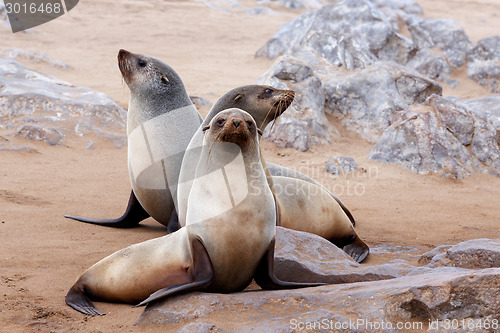 Image of portrait of Brown fur seal - sea lions in Namibia