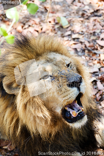 Image of Portrait of Lion with open mouth shoving big teeth. 