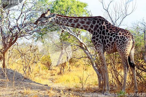 Image of adult giraffe grazing on tree