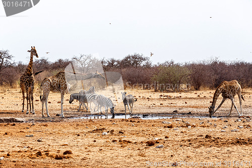 Image of Giraffa camelopardalis and zebras drinking on waterhole