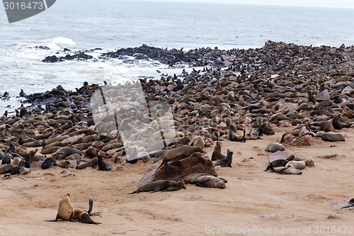 Image of huge colony of Brown fur seal - sea lions in Namibia