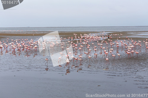 Image of Rosy Flamingo colony in Walvis Bay Namibia