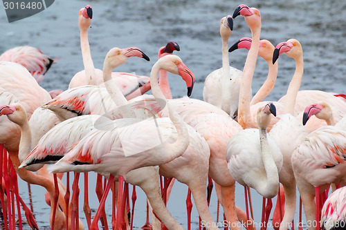 Image of Rosy Flamingo colony in Walvis Bay Namibia