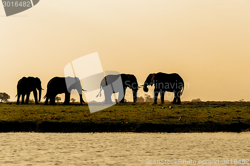 Image of African Elephant in Chobe National Park