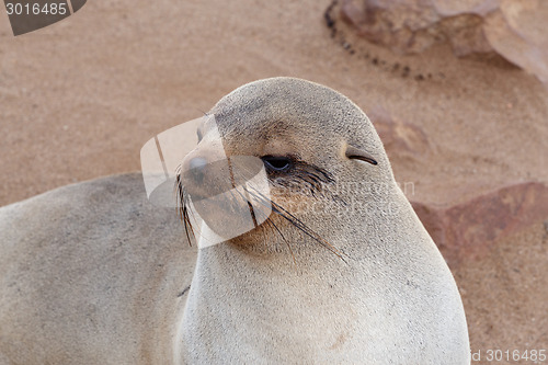 Image of Small sea lion - Brown fur seal in Cape Cross, Namibia