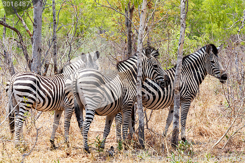 Image of Zebra foal in african tree bush.