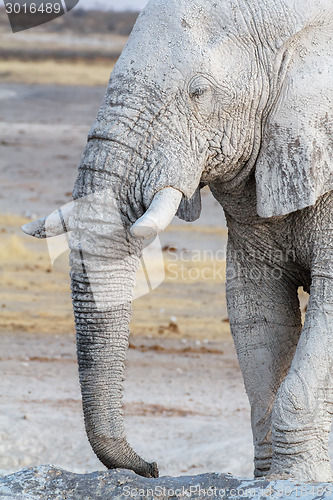 Image of White african elephants on Etosha waterhole