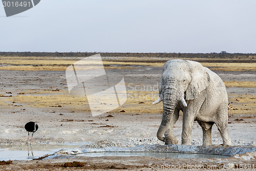 Image of White african elephants on Etosha waterhole