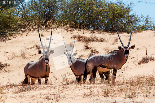 Image of Gemsbok, Oryx gazella on sand dune