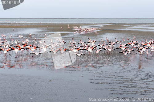 Image of Rosy Flamingo colony in Walvis Bay Namibia