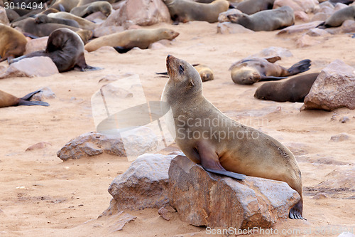 Image of portrait of Brown fur seal - sea lions in Namibia