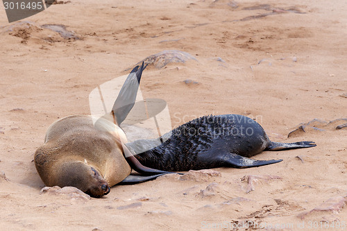Image of Small sea lion - Brown fur seal in Cape Cross, Namibia
