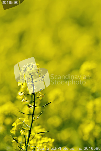 Image of Colza flower on field