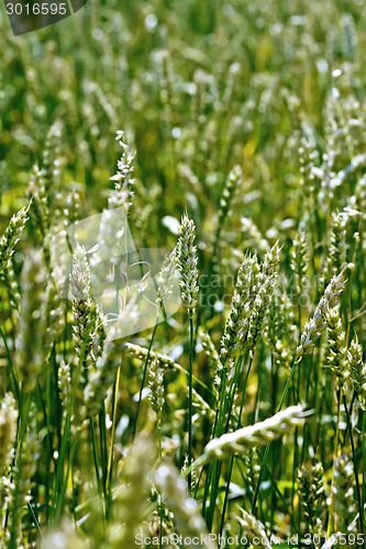 Image of Spikes of green wheat on field