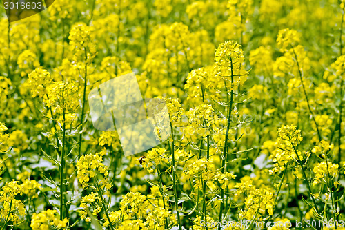 Image of Rapeseed field