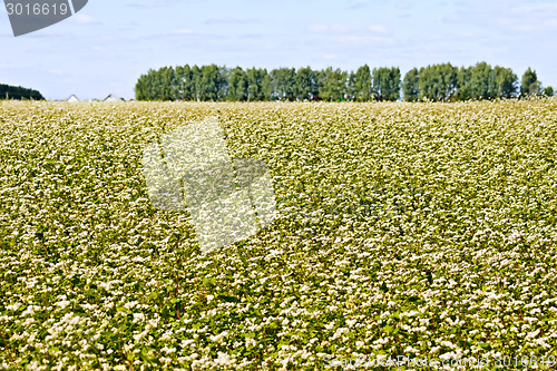 Image of Buckwheat field and trees