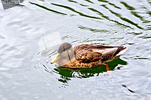 Image of Duck wild on the water