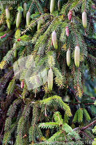 Image of Spruce with cones