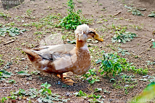 Image of Duck tufted