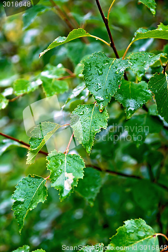 Image of Birch green leaves on background foliage