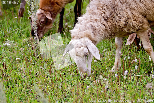 Image of Sheep on meadow