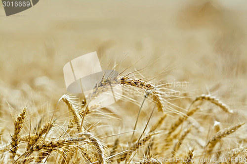 Image of Bread ripe ears of grain on field background