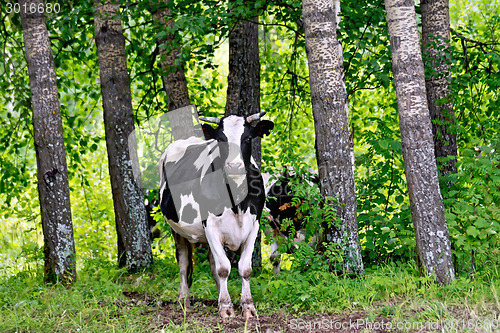 Image of Cow black and white in the forest