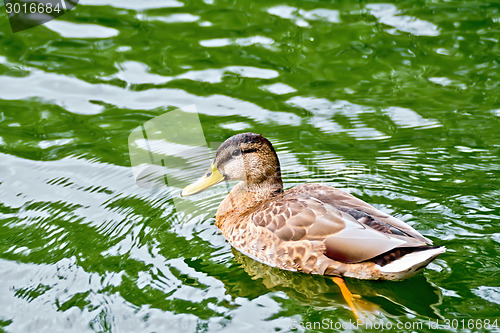 Image of Duck wild on the green water