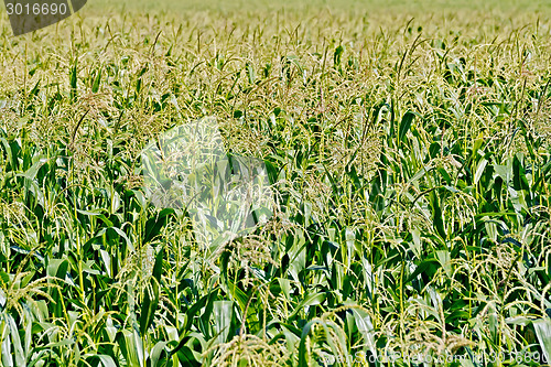 Image of Cornfield in sunny day