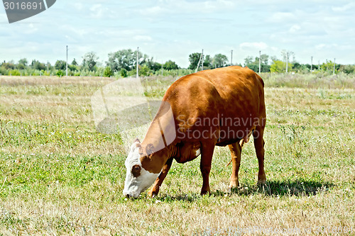 Image of Cow brown and white in the meadow