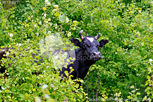 Image of Cow black and white among the leaves