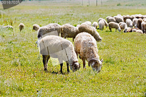 Image of Sheep herd on a meadow