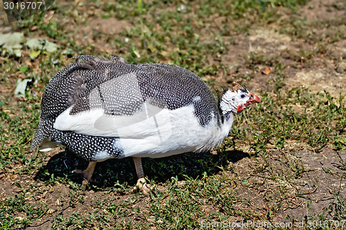 Image of Guinea fowl on the grass