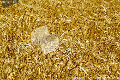 Image of Bread yellow field