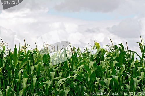 Image of Corn in field on sky background