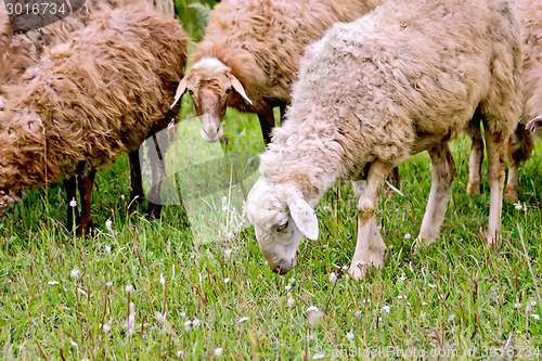 Image of Sheep herd on green meadow