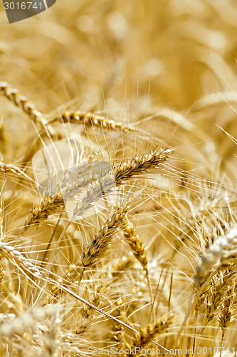 Image of Bread ripe yellow ears on the field