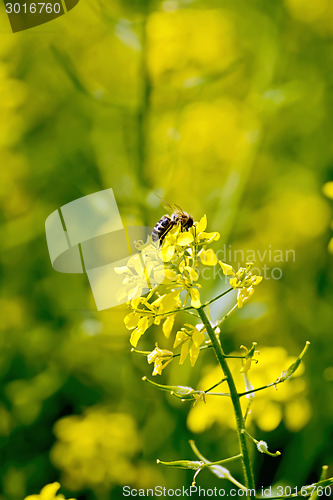 Image of Colza flower with bee