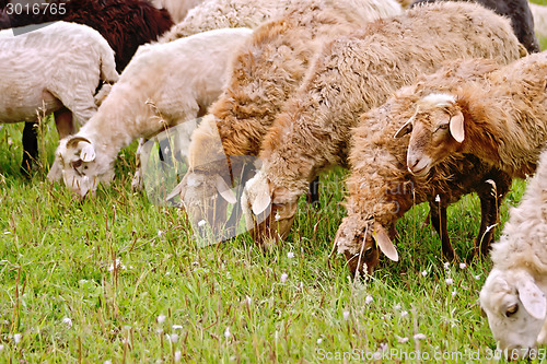 Image of Sheep brown on meadow